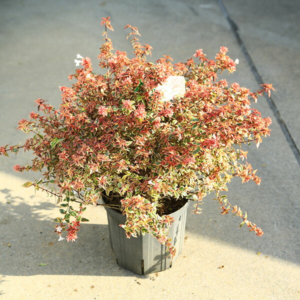 特撰庭木・植木 ：アベリア（トリカラーチャーム）あべりあ　斑入りアベリア　8号　美品現品限り！