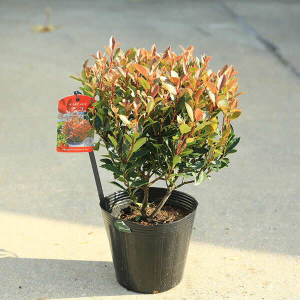 楽天市場】【チコ】 ベニカナメモチ 5号ポット苗 登録品種・品種登録