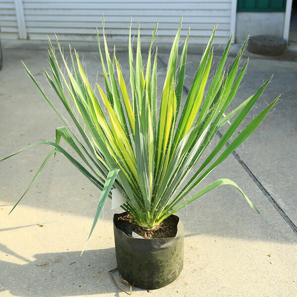 楽天市場】ユッカ（トンプソニアーナ） 4号 ポット苗 1鉢 ユッカトンプ
