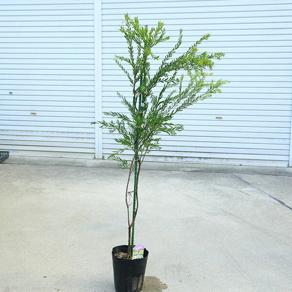 楽天市場】アカシア・フロリバンダ ミモザ 常緑樹 7号鉢 : 大神ファーム