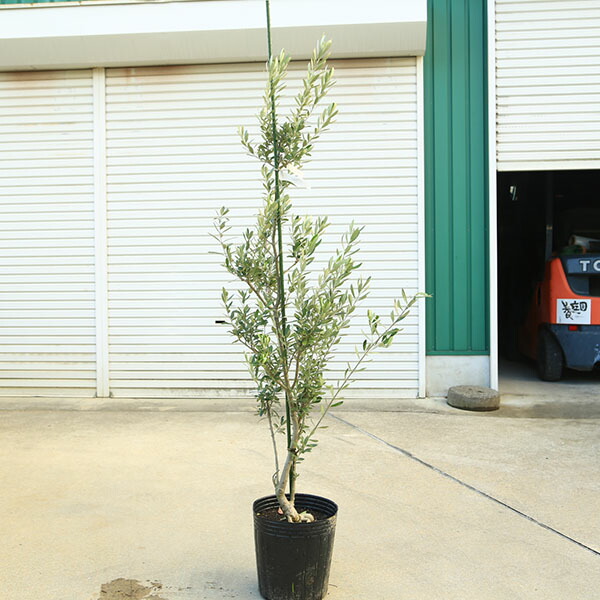 楽天市場】【現品発送】オリーブの木 マウリィーノ（マウリーノ） 特大