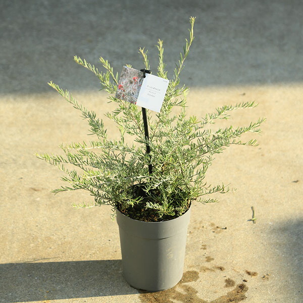 グレビレア ゴールデンユーロ 3M以上 引き取り限定 楽天市場】2024年NEW グレビレア ゴールデンユーロ 苗 オージー