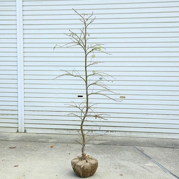 楽天市場】庭木・植木 庭木苗：青枝垂れモミジ（青しだれ） 陶器鉢