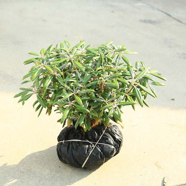 楽天市場】屋久島交配シャクナゲ 京の華（キョウノハナ） 6号鉢植え