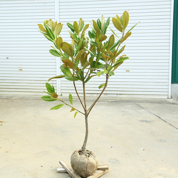 楽天市場】【現品】四季咲きタイサンボク リトルジェム 泰山木 苗木 8
