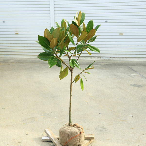 楽天市場】タイサンボク 苗 【タイサンボク】 ポット苗 泰山木 大山木