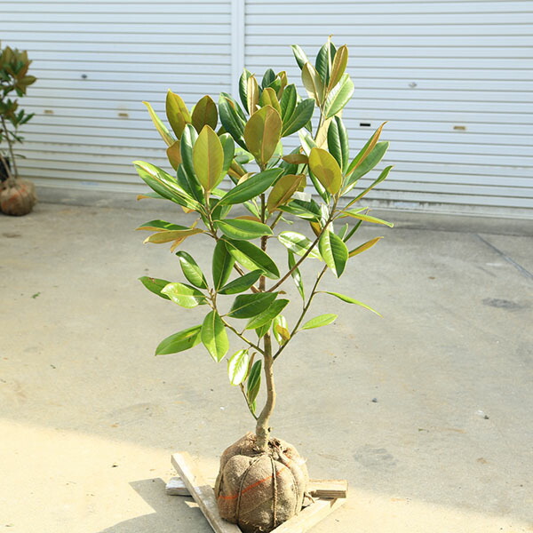 楽天市場】【現品】四季咲きタイサンボク リトルジェム 泰山木 苗木 8