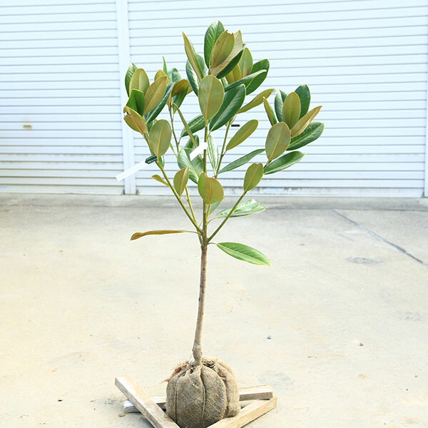 楽天市場】【現品発送】斑入りタイサンボク 苗木 樹高1.8m 62567