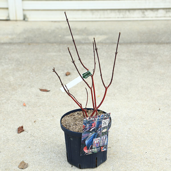 庭木・植木：コルヌスアルバ　ケッセルリンギー　6号ポット*　サンゴミズキ（斑入り珊瑚ミズキ）