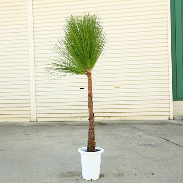 【現品】モンタナはいまつ 　(モンタナ這松)　モンタナハイ松　8号　R4番 現品】モンタナはいまつ (モンタナ這松) モンタナハイ松 8号 R4番 現品