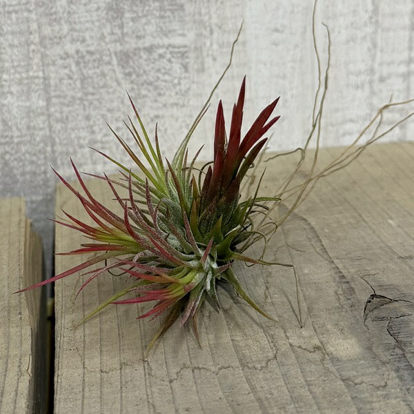 楽天市場】エアプランツ チランジア アルゲンティナ ミニクランプ(3