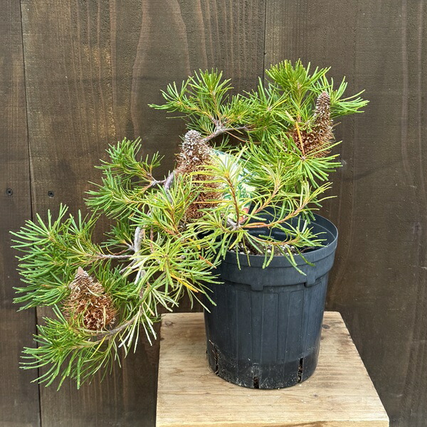 楽天市場】【バンクシア属】バンクシアバースデーキャンドル4号Lポット