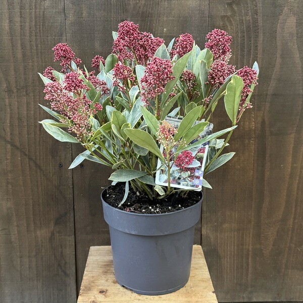 楽天市場】斑入り葉スキミア 「ペローサ」雄株種 3.5号鉢植え : 千草園芸