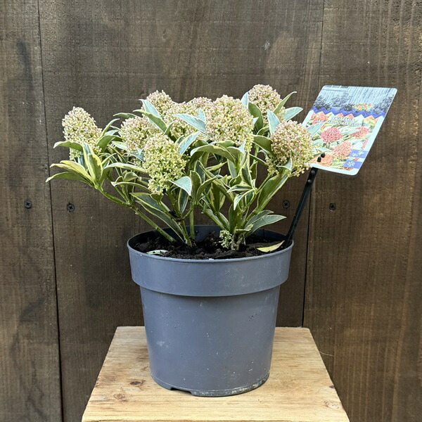 楽天市場】スキミア マジックマルロー 3.5号苗 : 千草園芸