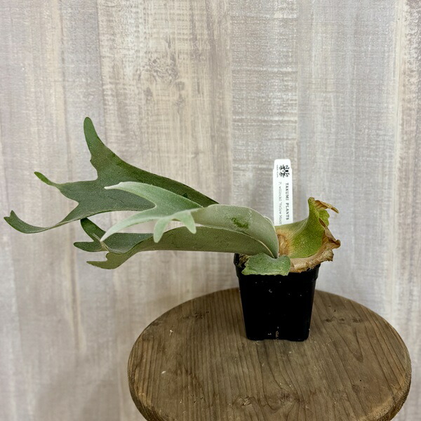 楽天市場】コウモリラン ビカクシダ ウィリンキー イエロームーン