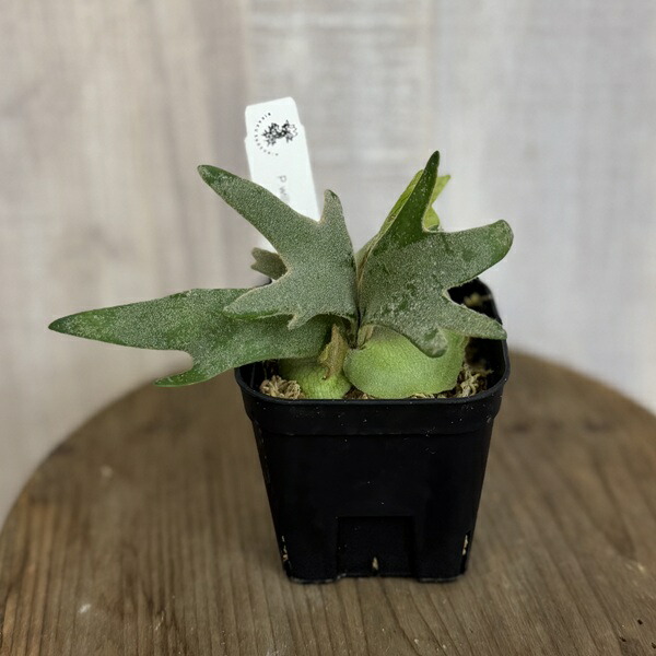 楽天市場】コウモリラン ビカクシダ ウィリンキー OMG ドワーフ TC 3号