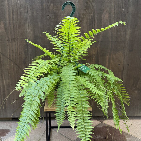 楽天市場】おしゃれ 観葉植物：ネフロレピス フィッシュテール*7号吊り