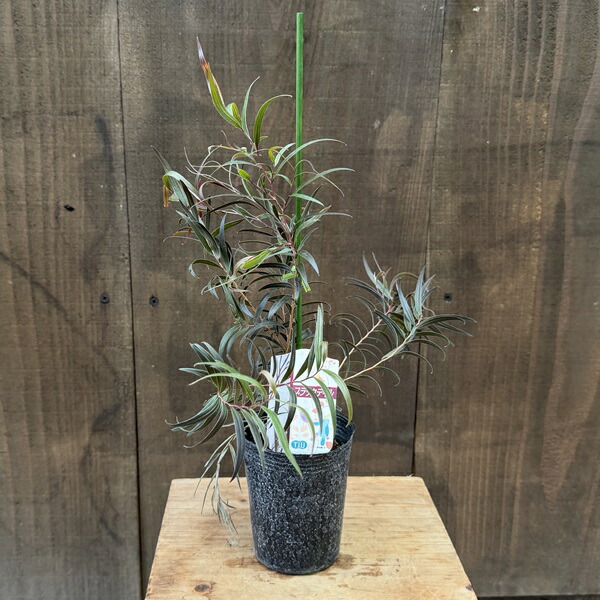 楽天市場】アゴニス フレクソーサ ブラックユーカリ 15cm鉢 : アリス