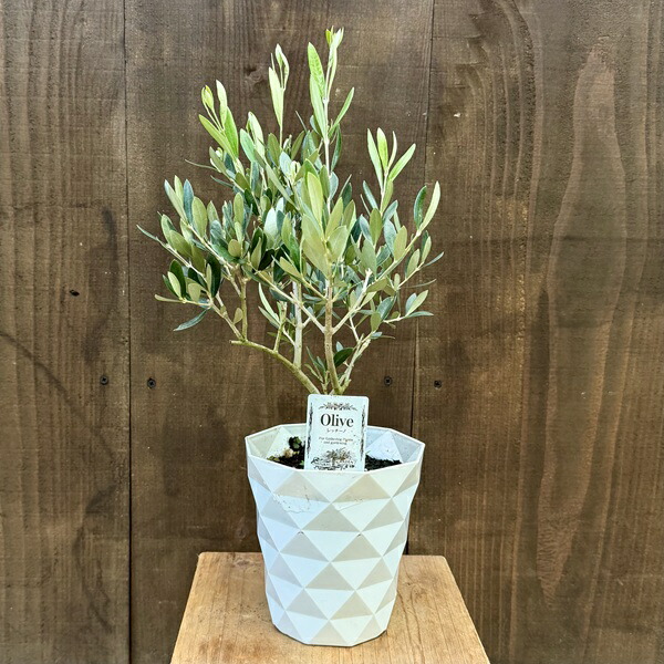 楽天市場】オリーブ アルベキーナ 5号鉢 送料無料 鉢植え 観葉植物
