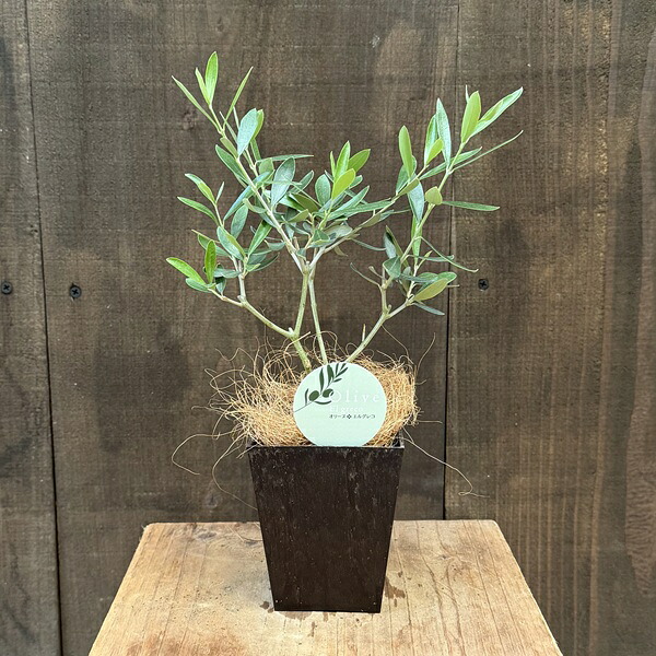 楽天市場】観葉植物 オリーブの木：オリーブ エルグレコ*エコポット 
