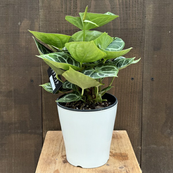 本日までセール❗️超希少❗️サイズ大❗️気根発根済アンスリウムドラヤキ新葉展開中✨️ 2025年最新】アンスリウム ドラヤキの人気アイテム - メルカリ