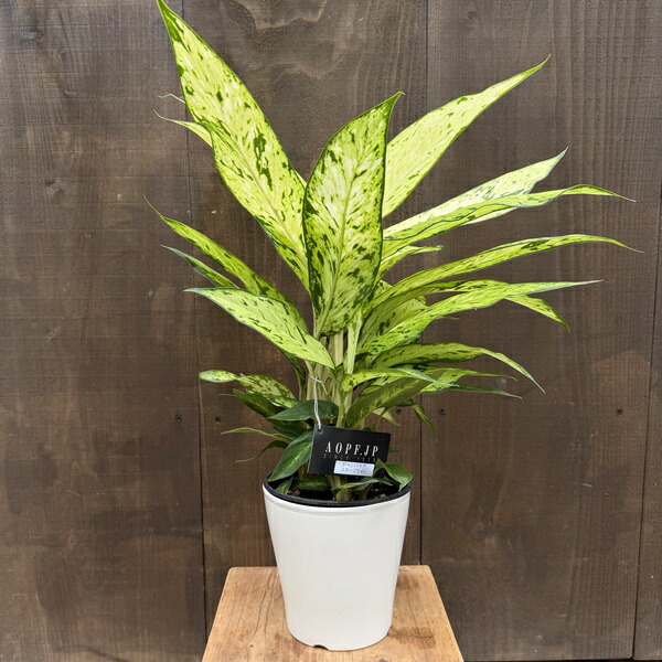 楽天市場】ディフェンバキア チーター 6号鉢 観葉植物 鉢植え お洒落