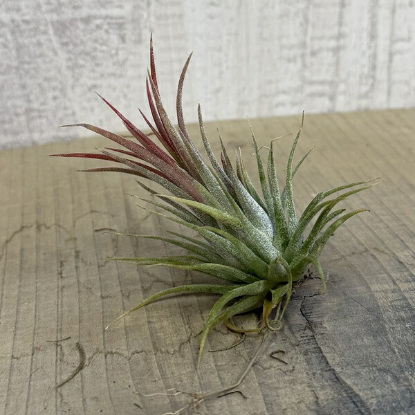 楽天市場】観葉植物 チランジア：チャペウエンシス*エアープランツ