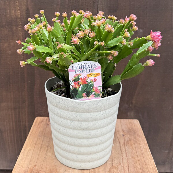 楽天市場】おしゃれ 観葉植物：デンマークカクタス コンペイトウ