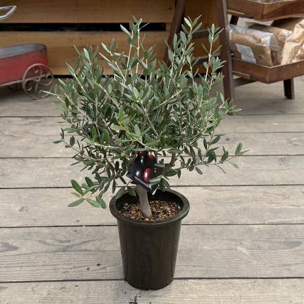 楽天市場】観葉植物 おりーぶ SOUJU（創樹）ブランド：オリーブの木*3