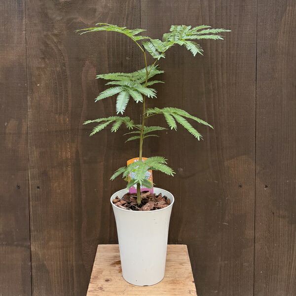 楽天市場】ネムノキ エバーフレッシュ 幹太 4号サイズ 鉢植え 観葉植物