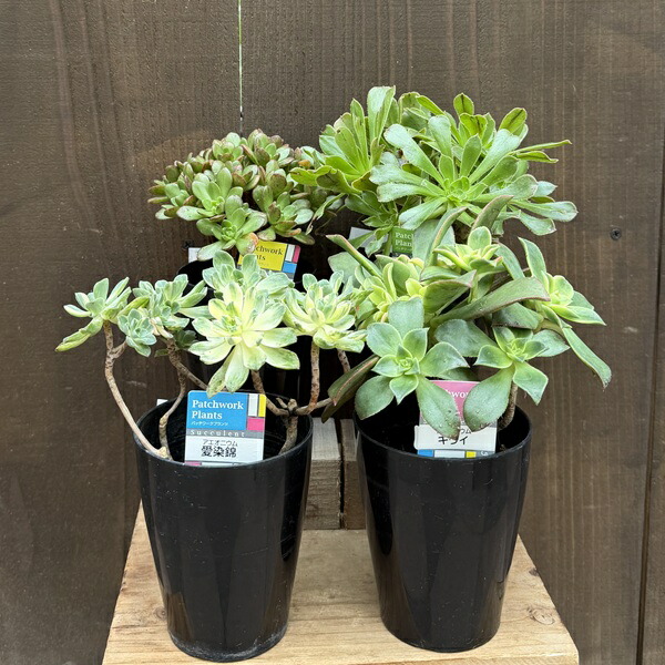 特選‼️アエオニウム　スーパーバン綴化　美斑苗‼️法師錦　特大‼️ コレクション商品 アエオニウム・スーパーバン綴化 | trigger