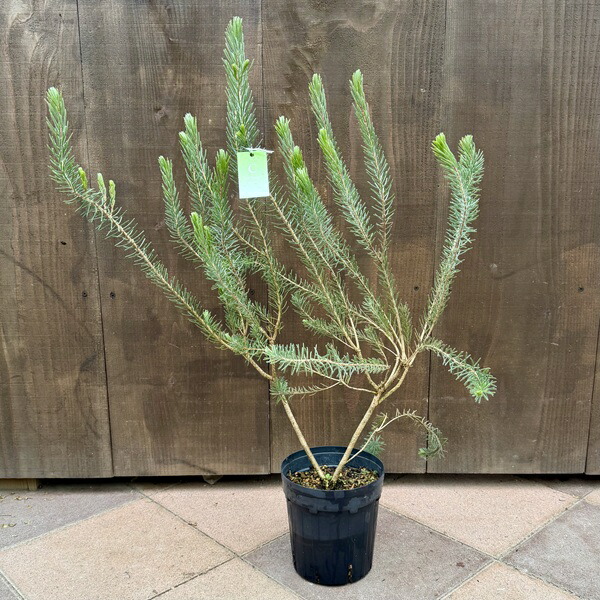 楽天市場】おしゃれ 観葉植物 花苗：カロタムス ダスティーグレー*5号