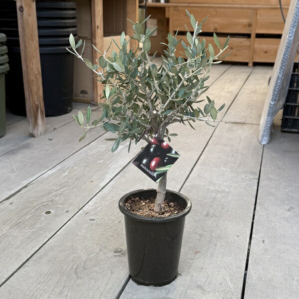 楽天市場】観葉植物 おりーぶ SOUJU（創樹）ブランド：オリーブの木*3