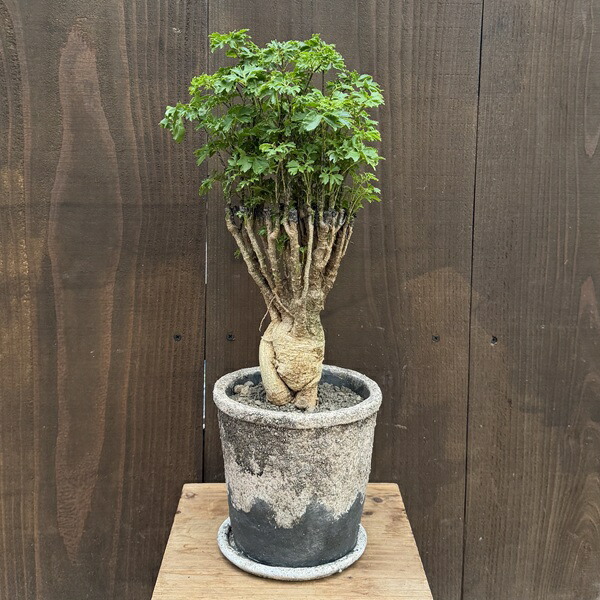 楽天市場】丈夫で美しい！人気で希少な観葉植物 ポリシャス