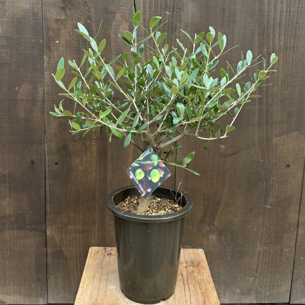 楽天市場】観葉植物 おりーぶ SOUJU（創樹）ブランド：オリーブの木*3