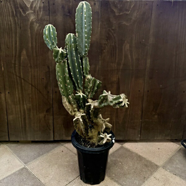 楽天市場】【現品・現物】サボテン ブリンチュウ（武倫柱）ブリン柱 4