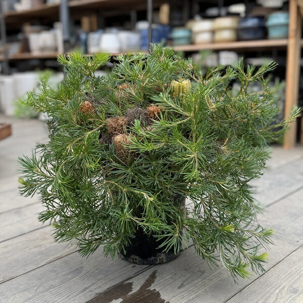 楽天市場】バンクシア・バースデイ キャンドル 5号ポット苗 : 苗木部