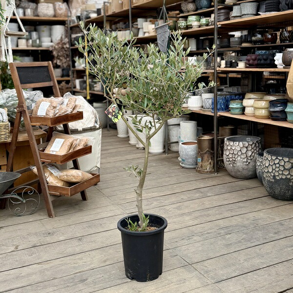 楽天市場】観葉植物 SOUJU（創樹）ブランド：オリーブの木 ネバディロ