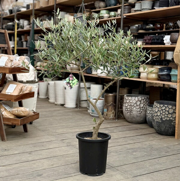 楽天市場】観葉植物 SOUJU（創樹）ブランド：オリーブの木 ネバディロ