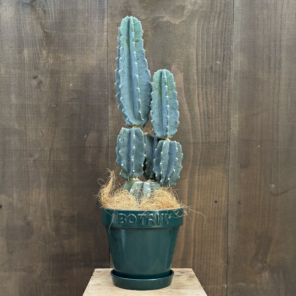 楽天市場】観葉植物：柱サボテン*バスケット鉢カバー 麻布付 : 遊恵