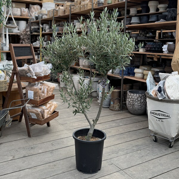 楽天市場】特選庭木・植木：オリーブ（シプレッシーノ）*樹高150cm