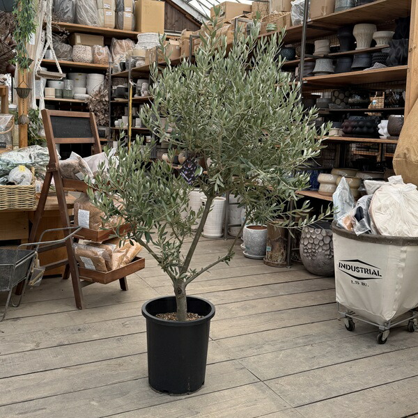 楽天市場】観葉植物 SOUJU（創樹）ブランド：オリーブの木 ネバディロ