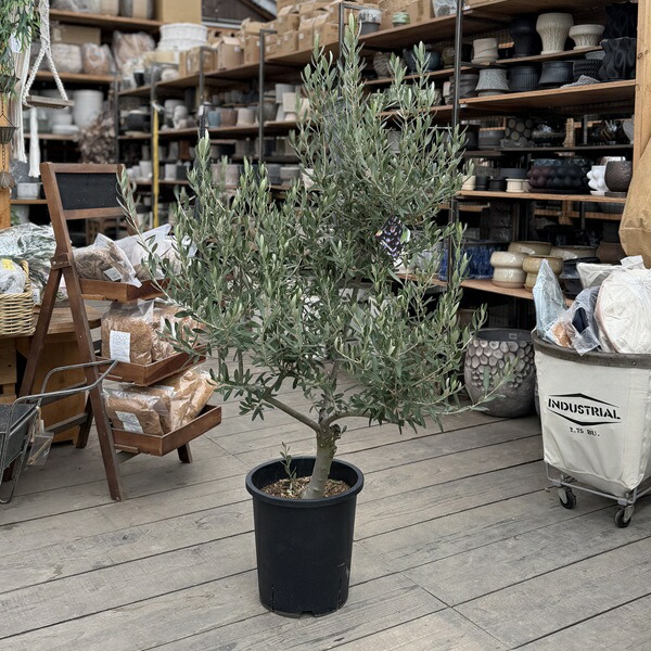 オリーブ　シプレシーノ　高さ約1.5m 鉢底から 樹形もきれい 楽天市場】シプレッシーノ オリーブ（植木｜ガーデニング・農業）：花