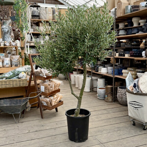 楽天市場】特選庭木・植木：オリーブ（シプレッシーノ）*樹高150cm