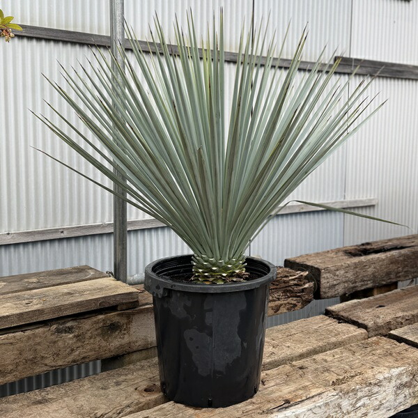 楽天市場】【現品発送】ユッカ リギダ 大株 根巻き : 千草園芸