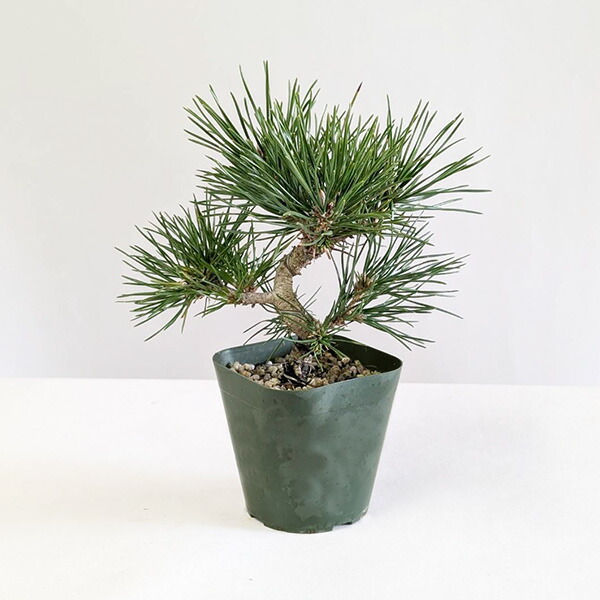 楽天市場】苗：キンキャラ（黄金キャラ） : 遊恵盆栽 楽天市場店