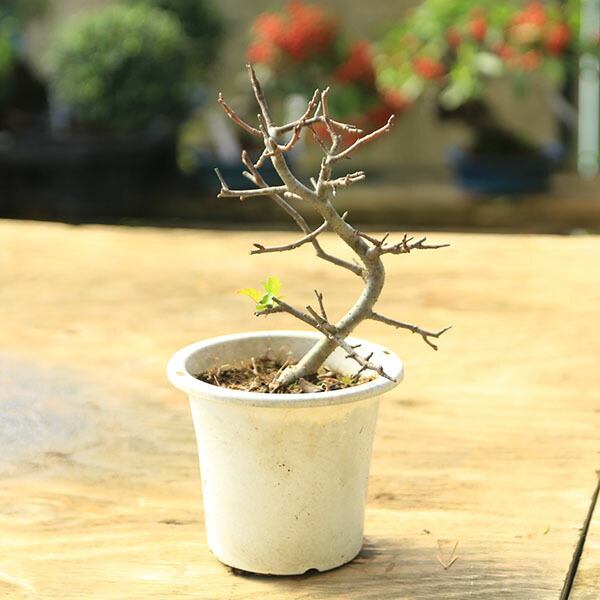 楽天市場】【現品】深山カイドウ(ミヤマカイドウ) 苗木 樹高90m G802