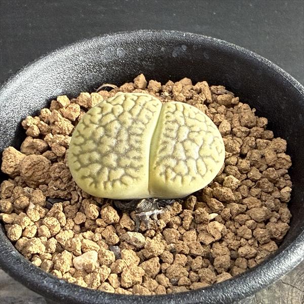 楽天市場】網目寿麗玉（アミメジュレイギョク） リトープス属 多肉植物