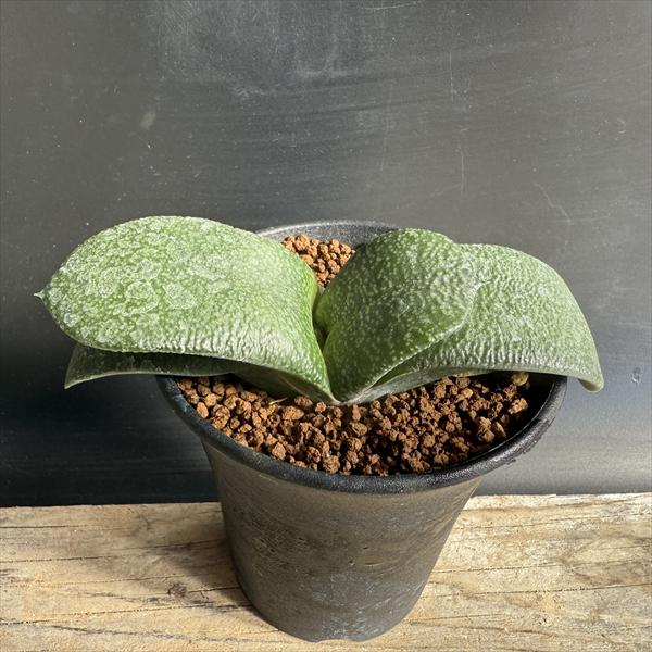 楽天市場】多肉植物：ガステリア 子宝錦*幅3cm : 遊恵盆栽 楽天市場店