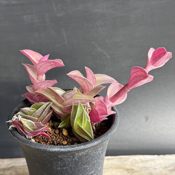 楽天市場】多肉植物：モモルディカ ロストラータ*塊幅1cm : 遊恵盆栽